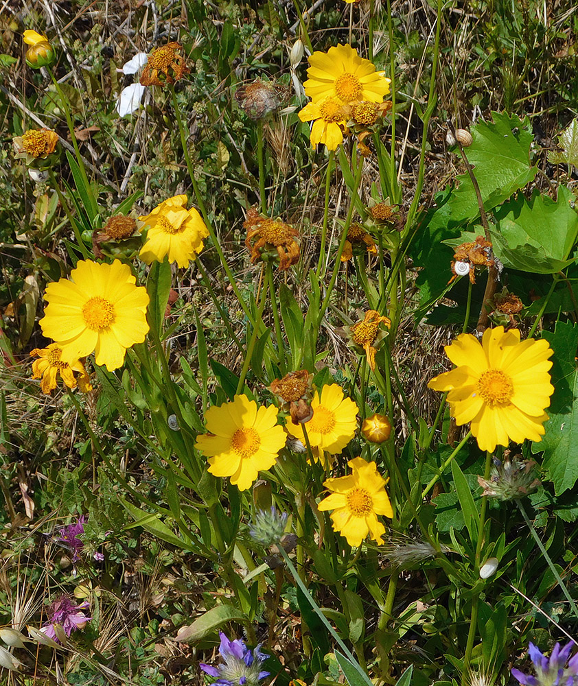 Image of Coreopsis grandiflora specimen.