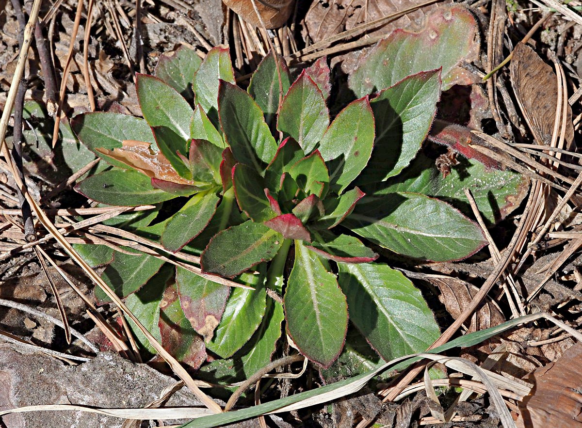 Изображение особи Oenothera biennis.