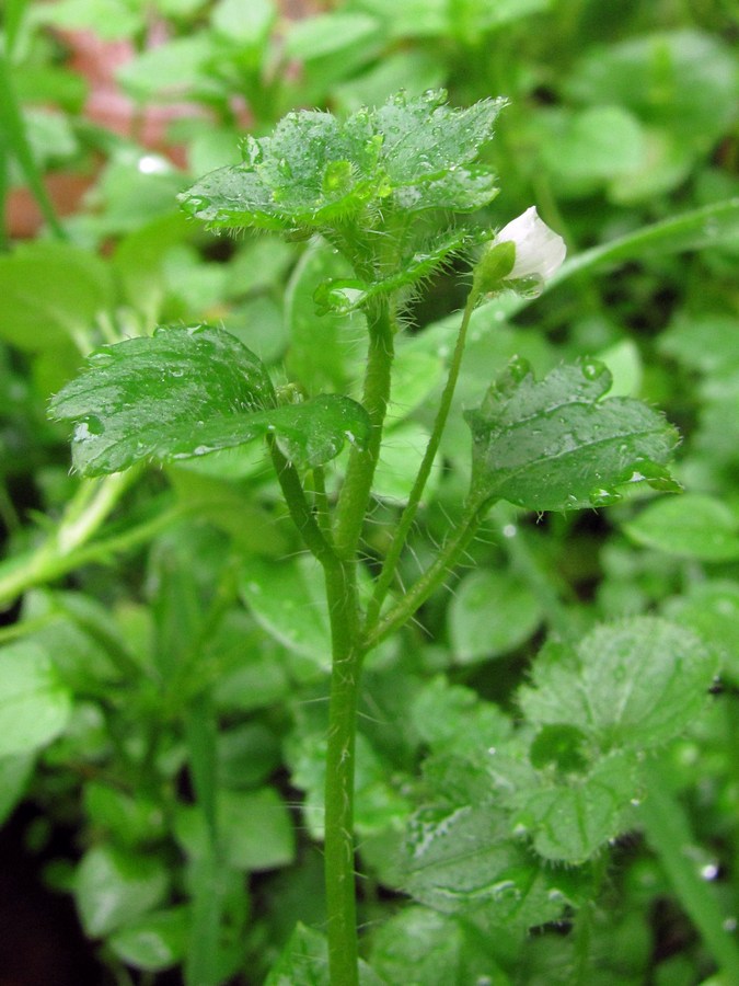 Image of Veronica cymbalaria specimen.