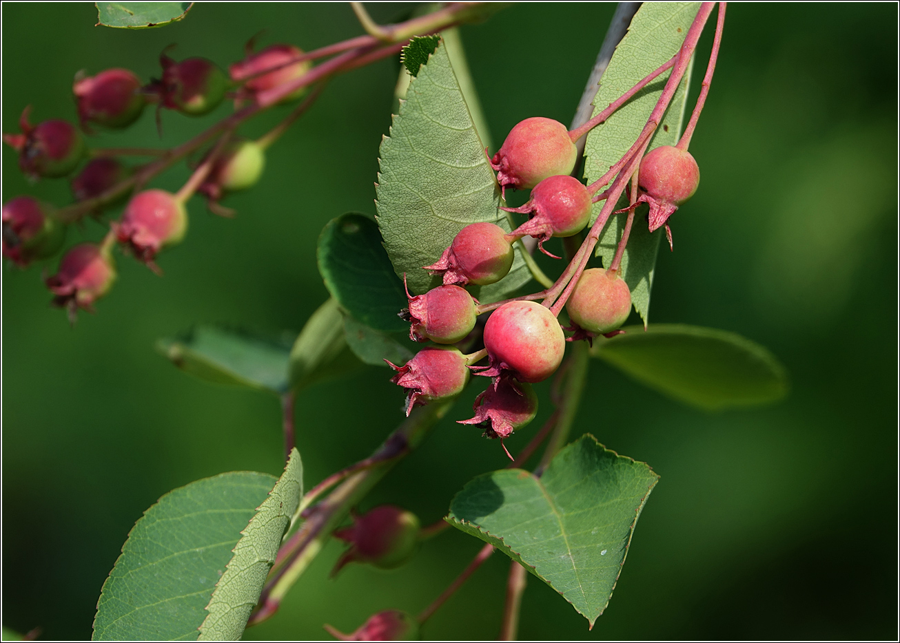 Изображение особи Amelanchier spicata.