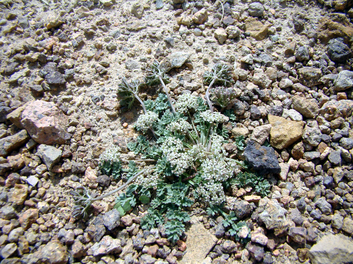 Image of Lomatocarpa alata specimen.