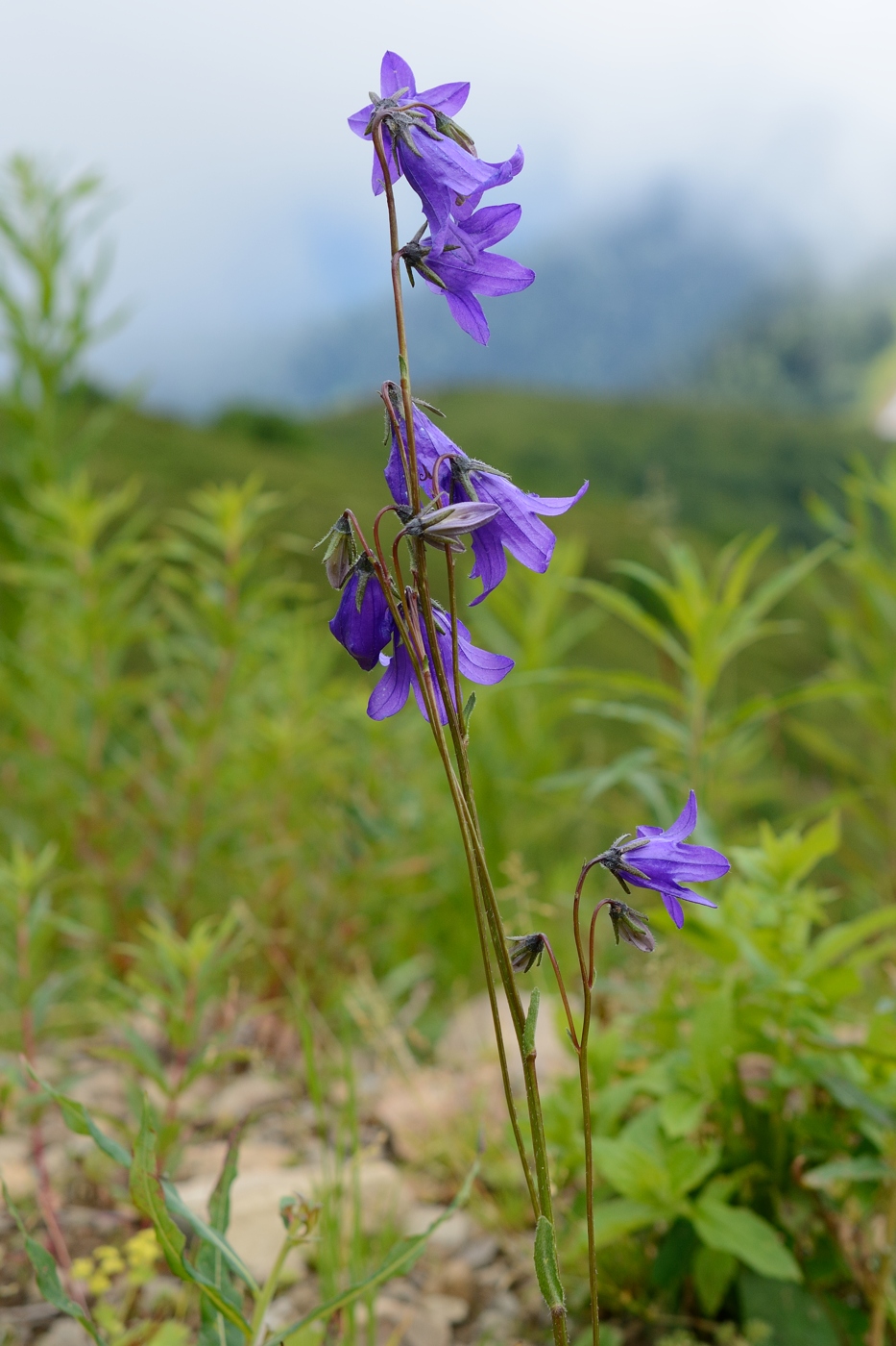 Изображение особи Campanula woronowii.