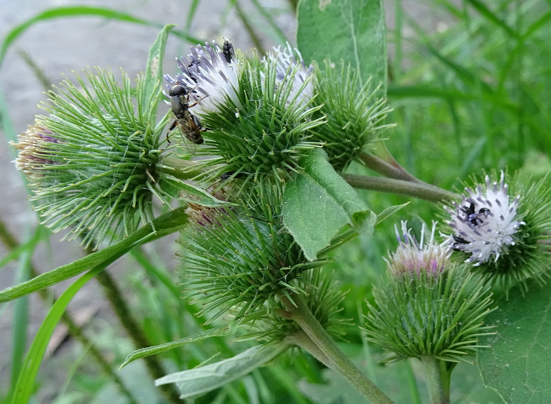 Image of Arctium minus specimen.