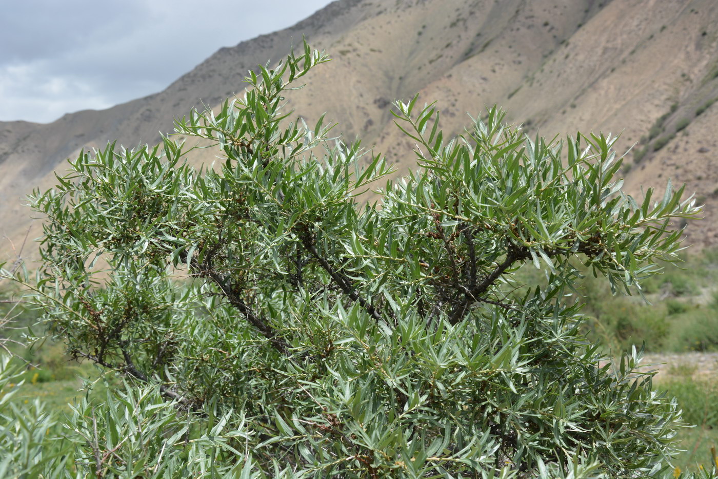 Image of Hippophae rhamnoides specimen.