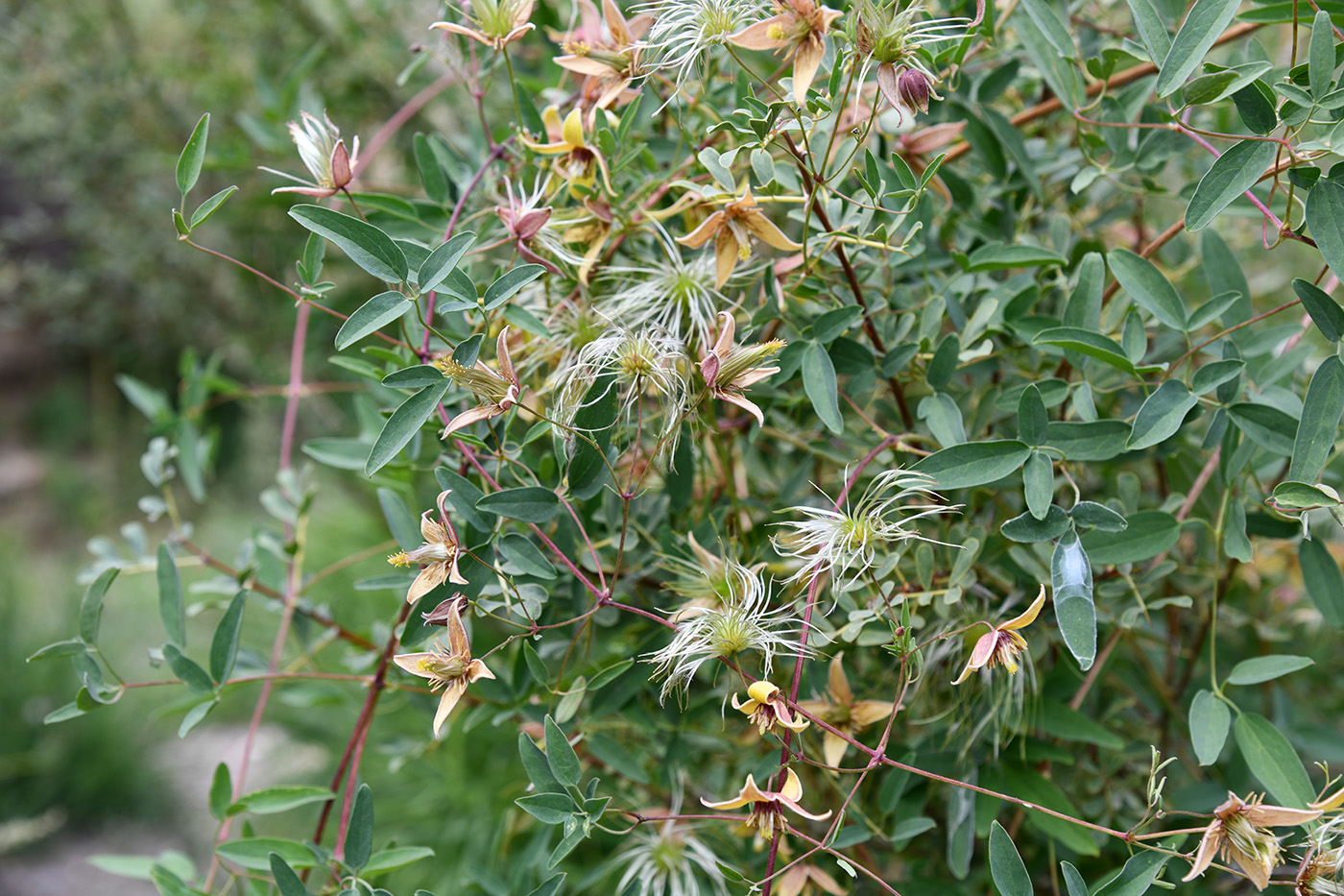 Image of Clematis glauca specimen.