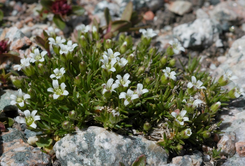 Image of Minuartia biflora specimen.