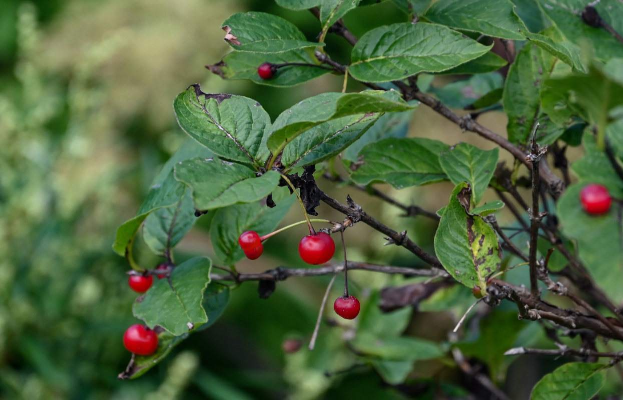 Изображение особи Lonicera sachalinensis.