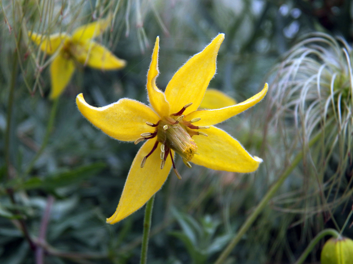 Image of Clematis tangutica specimen.