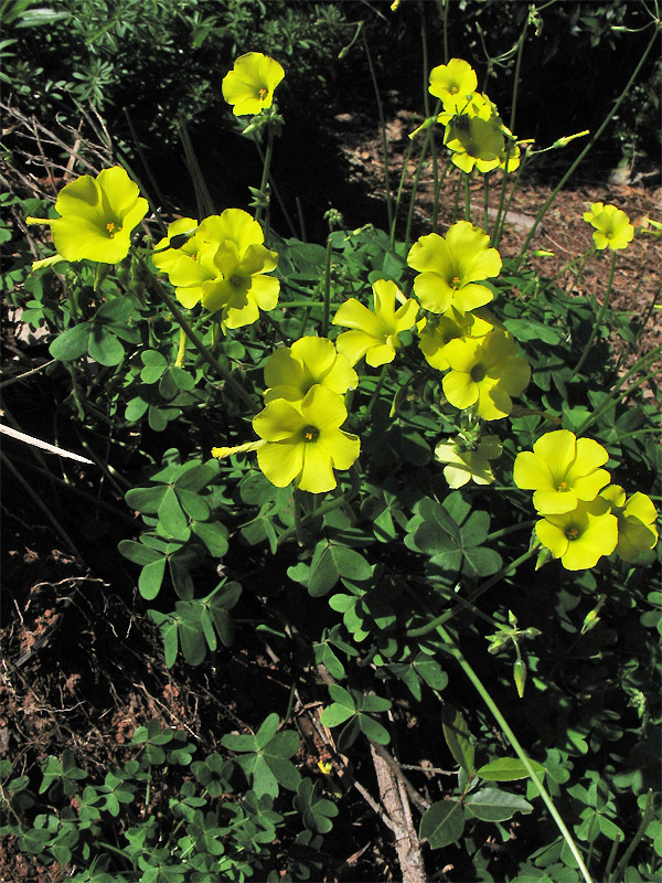 Image of Oxalis pes-caprae specimen.