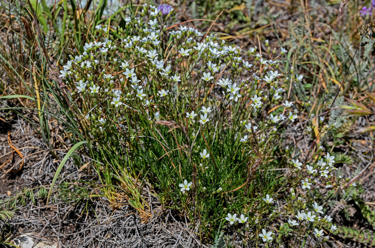 Изображение особи Minuartia lineata.