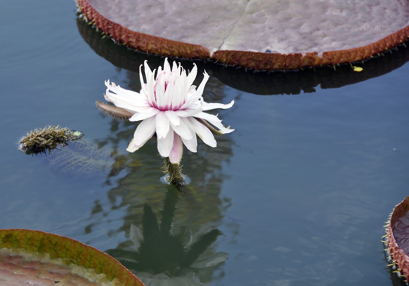 Изображение особи Victoria amazonica.