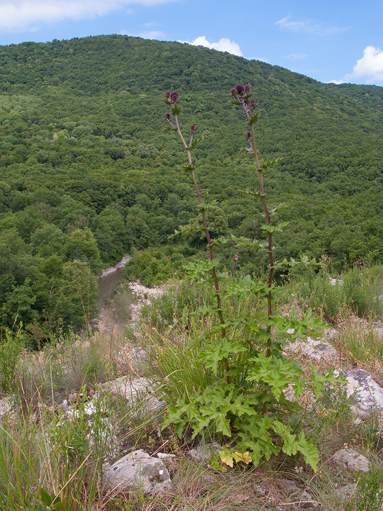 Image of Echinops sphaerocephalus specimen.