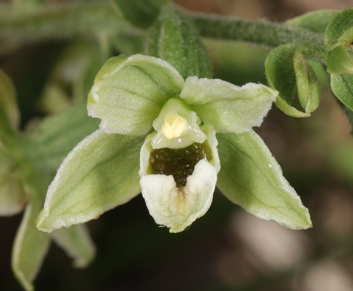 Image of Epipactis krymmontana specimen.