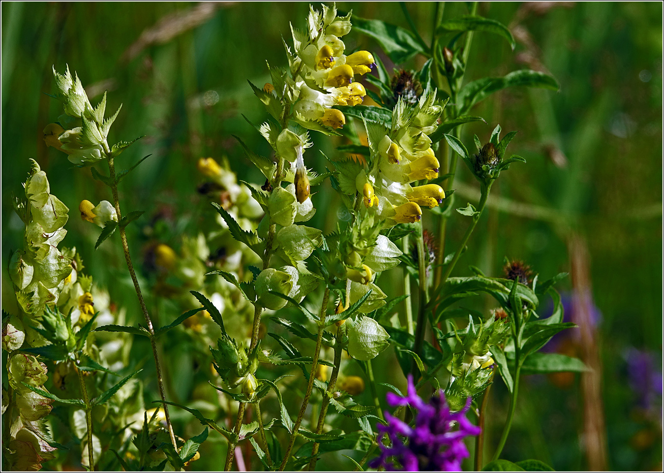 Image of Rhinanthus aestivalis specimen.