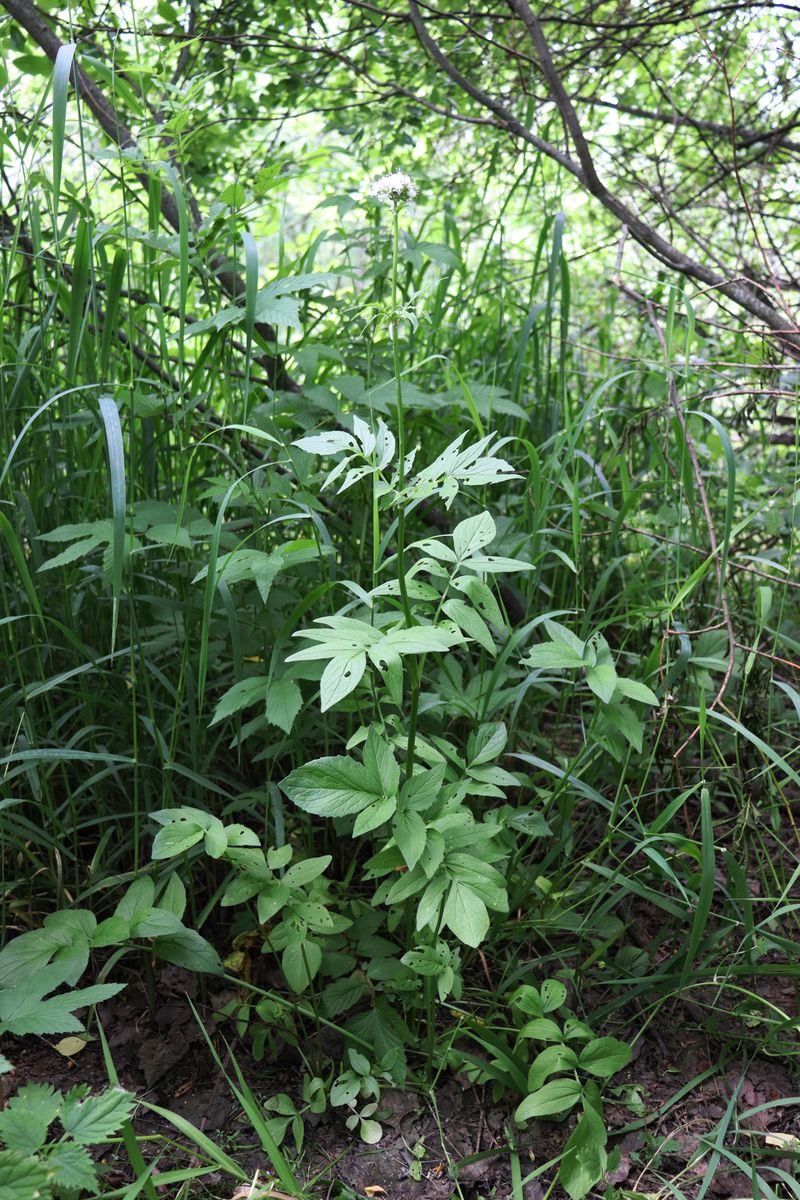 Изображение особи Valeriana sambucifolia.