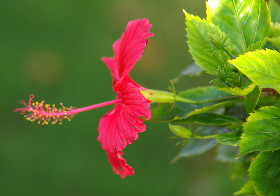 Изображение особи Hibiscus rosa-sinensis.