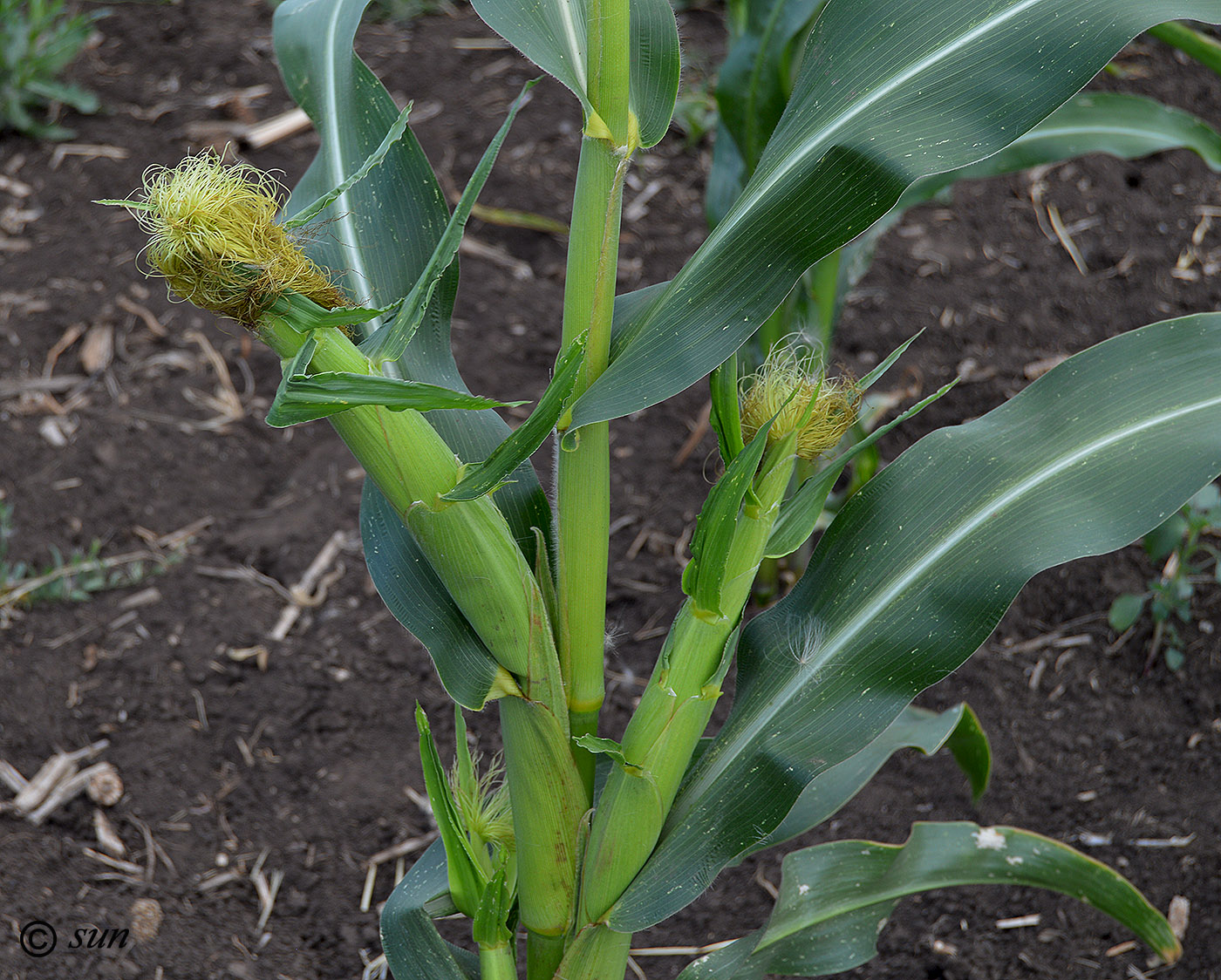 Image of Zea mays specimen.