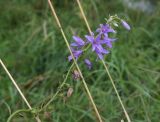 Campanula rapunculoides. Верхушка отцветающего растения. Тульская обл., Куркинский р-н, окр. степного урочища Горки, берег р. Дон, луг. 30 июля 2024 г.