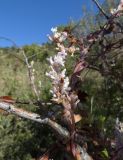 Cuscuta lehmanniana