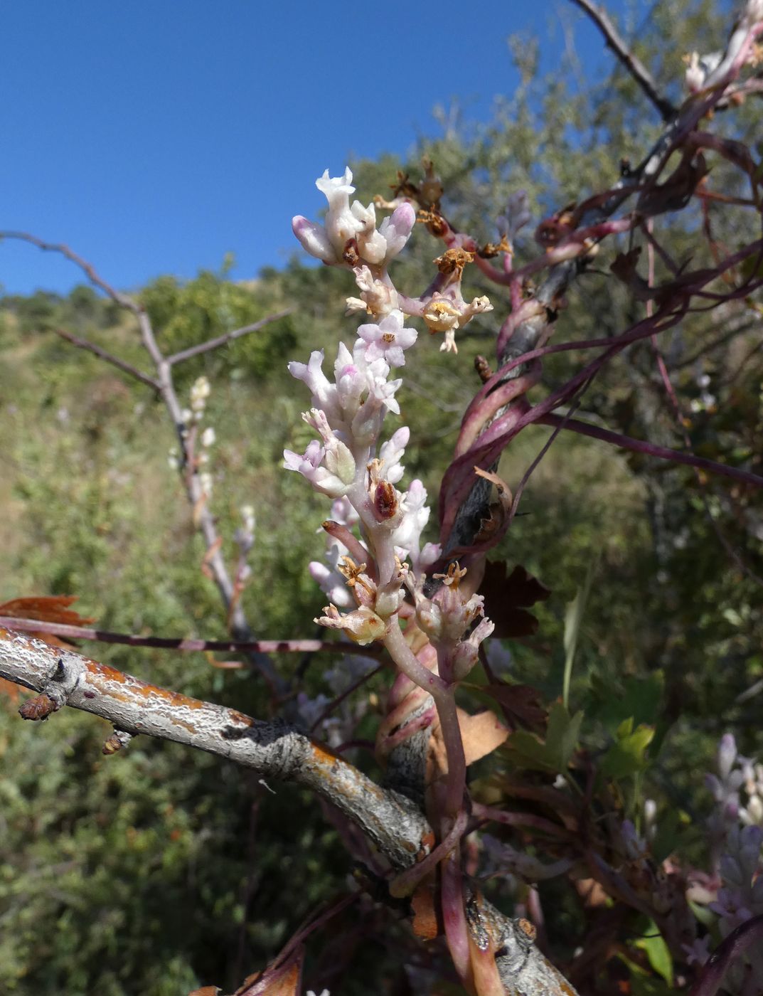 Image of Cuscuta lehmanniana specimen.