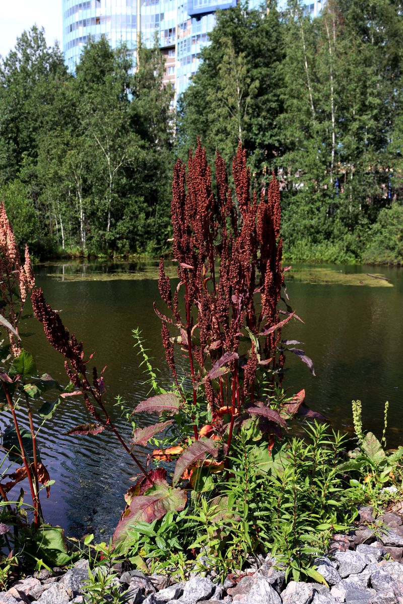 Изображение особи Rumex aquaticus.