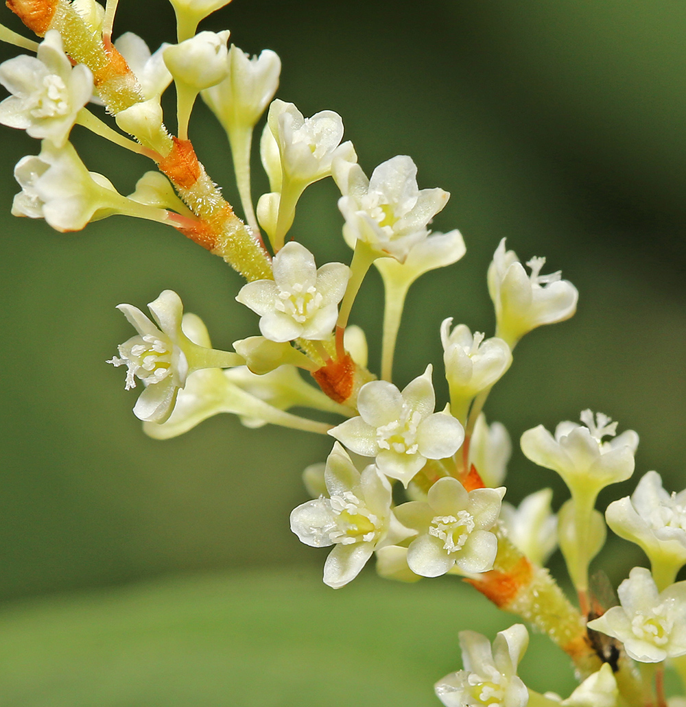 Изображение особи Reynoutria japonica.