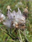 Cirsium arvense. Соплодия и паппусы, оторвавшиеся от плодов. Испания, автономное сообщество Каталония, провинция Жирона, комарка Рипольес, муниципалитет Мольо, окр. перевала Коль-де-Арес (1513 м н.у.м), склон северной экспозиции, опушка смешанного леса. 15.09.2024.