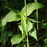 Epipactis helleborine. Верхушка побега с начавшим развитие соцветием. Ленинградская обл., Лужский р-н, окр. дер. Кемка, дол. р. Луга, подошва коренного склона долины, травяной мелколиственный лес. 13.06.2024.