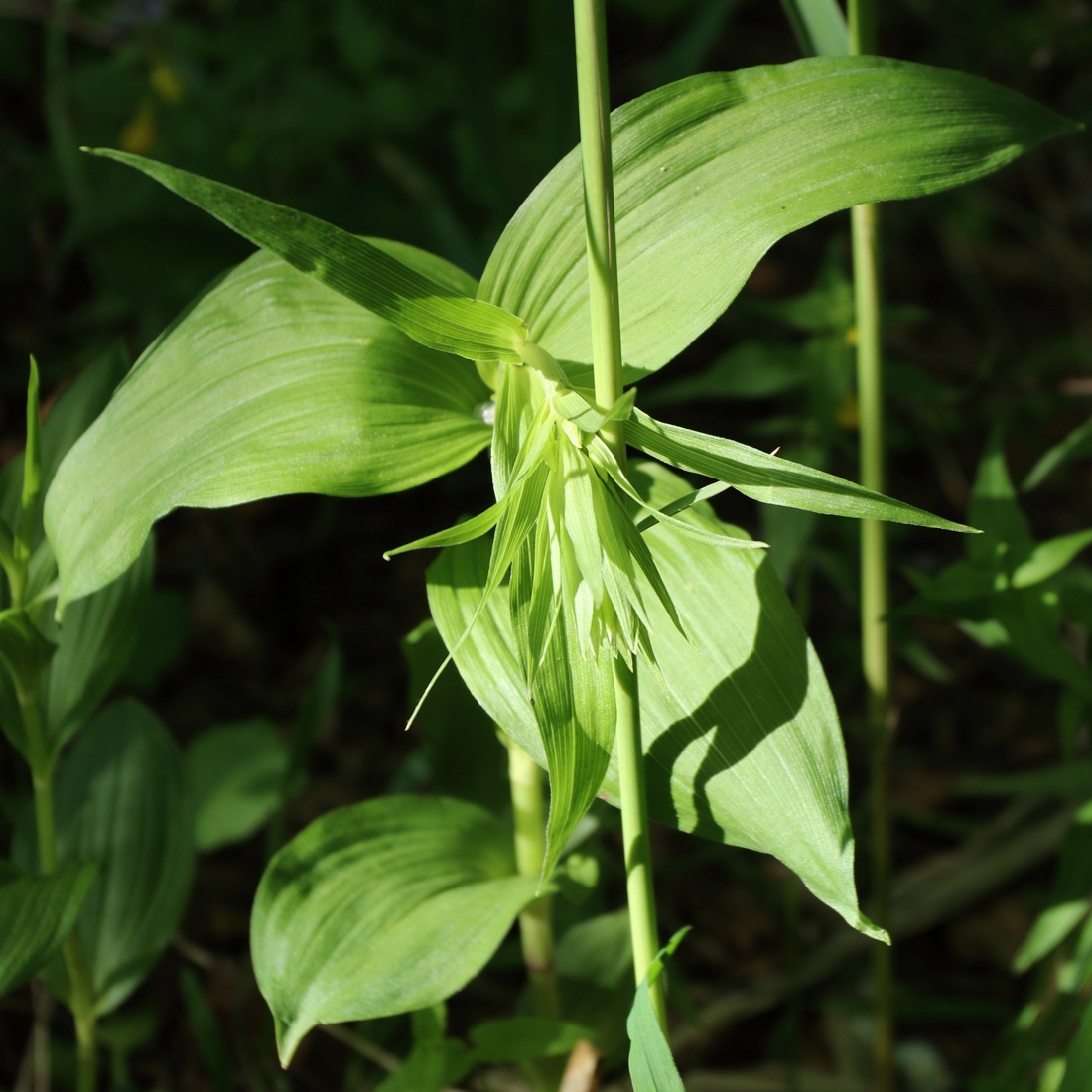 Image of Epipactis helleborine specimen.