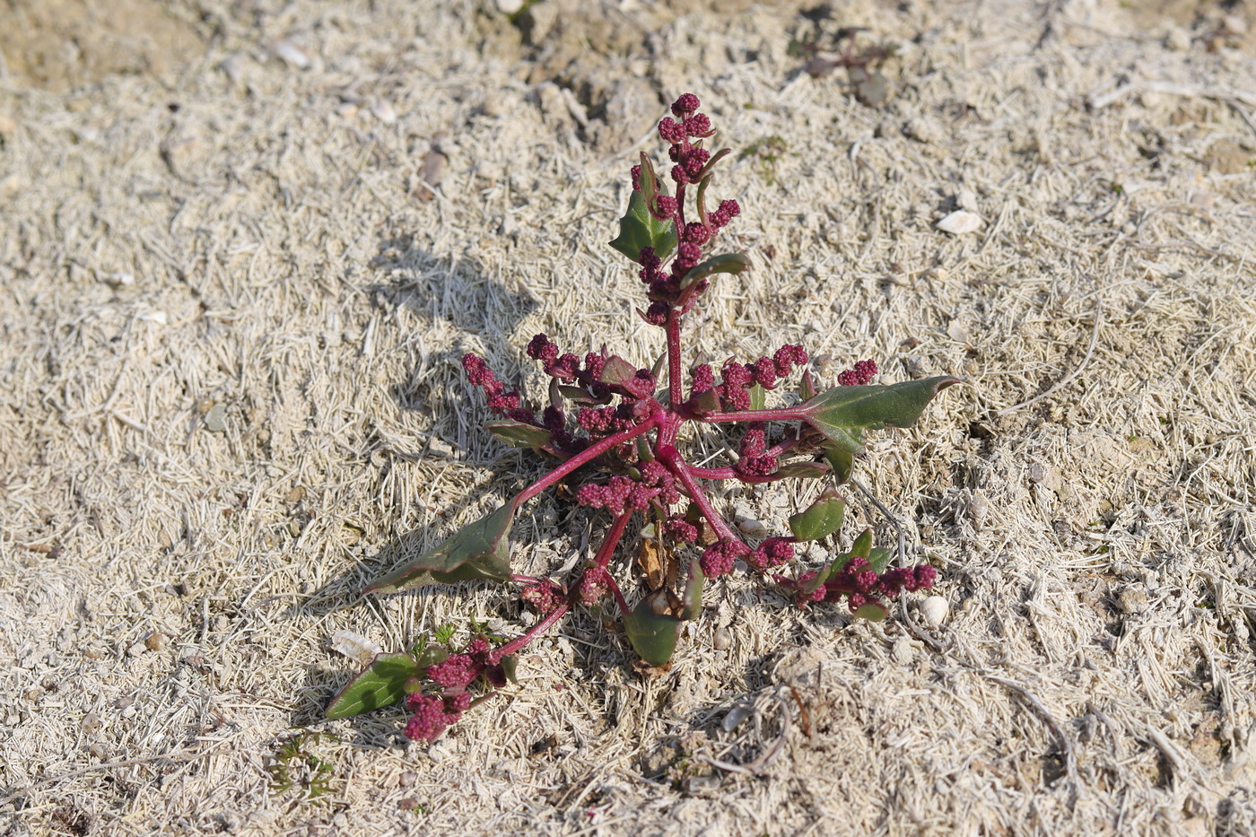 Image of Oxybasis chenopodioides specimen.