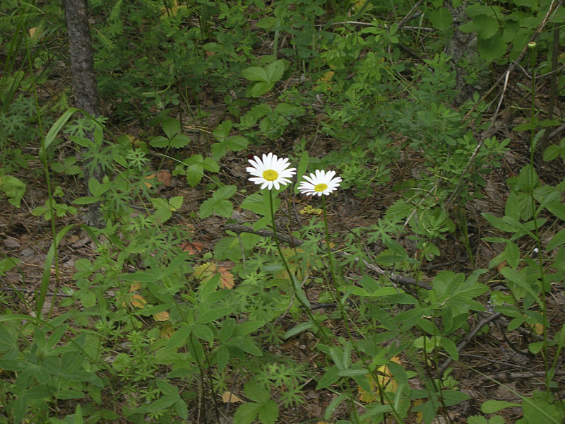 Image of Leucanthemum ircutianum specimen.