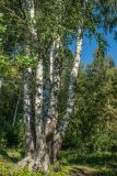 Betula pendula. Аномальное дерево с пятью нормально развитыми стволами от общего корня. Санкт-Петербург, Приморский р-н, заказник «Северное побережье Невской губы», грунтовая дорожка вдоль берега Финского залива. 25.08.2024.