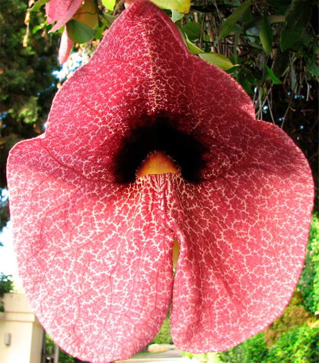 Image of Aristolochia gigantea specimen.