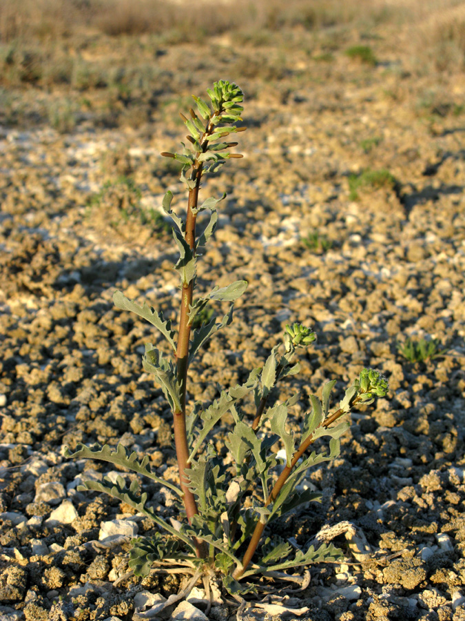 Image of Matthiola tatarica specimen.