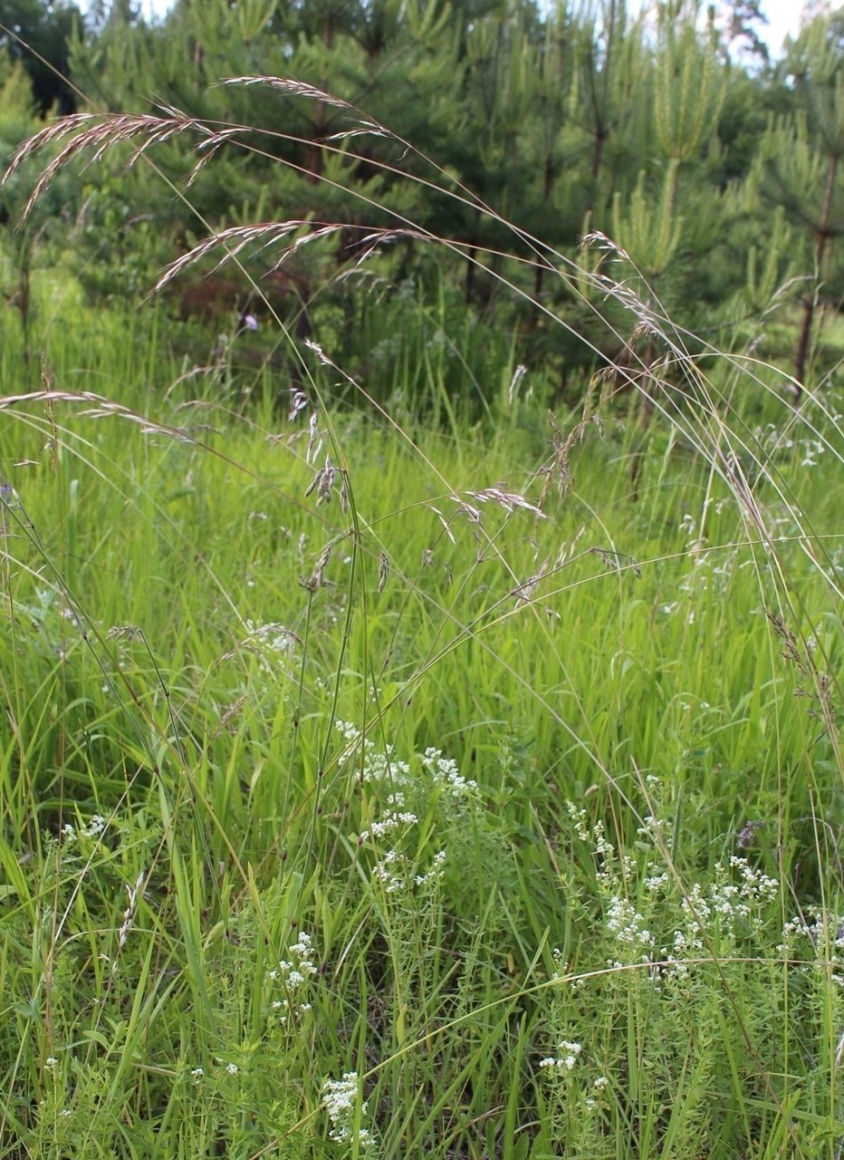 Изображение особи Helictotrichon pubescens.