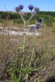 Echinops biebersteinii