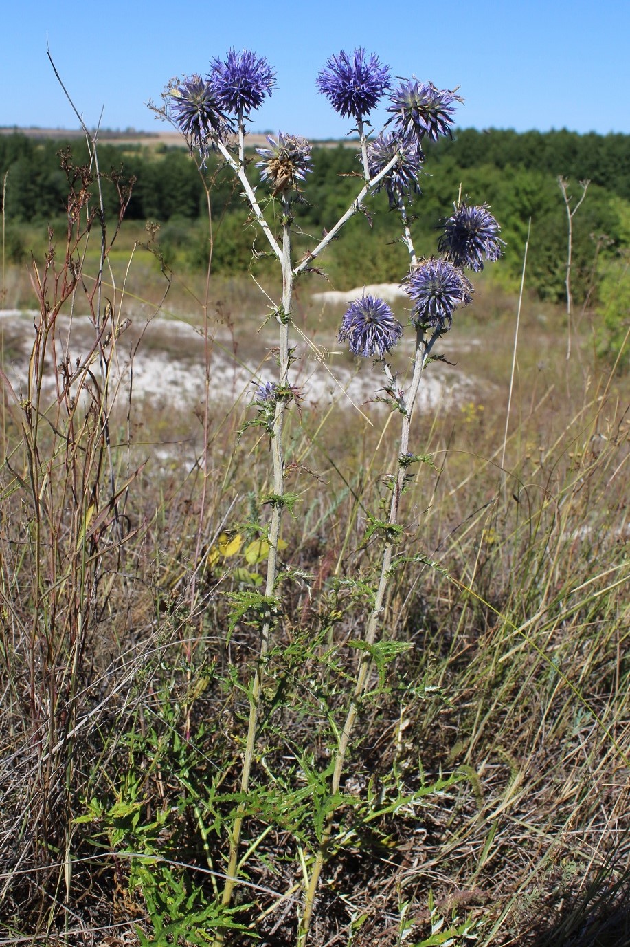 Image of Echinops biebersteinii specimen.