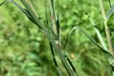 Tragopogon orientalis