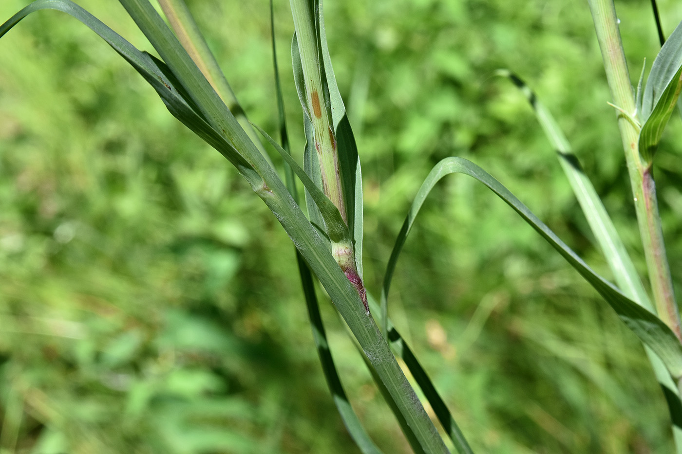 Изображение особи Tragopogon orientalis.