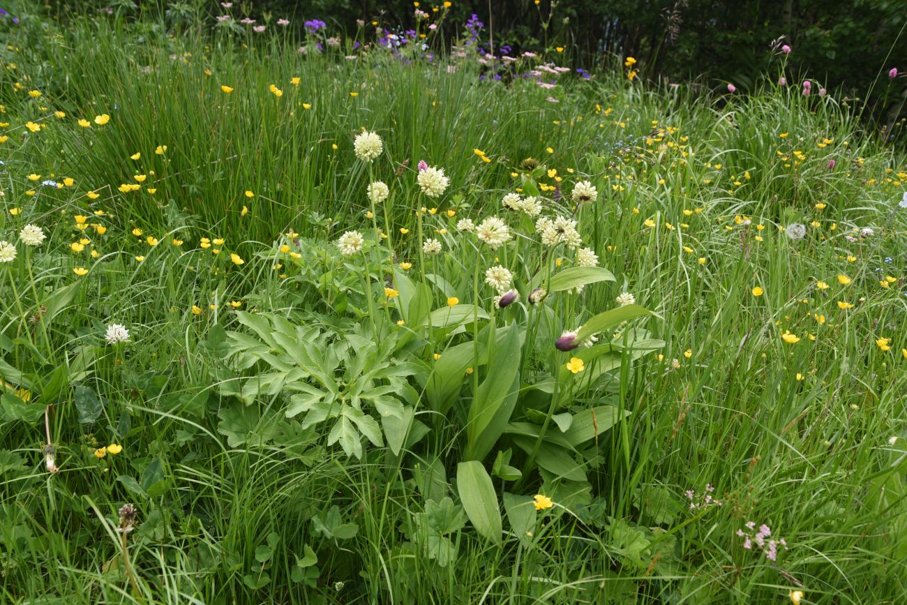 Image of Allium victorialis specimen.