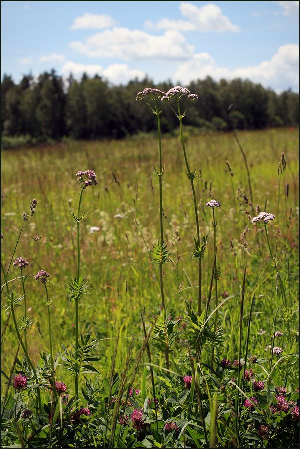 Изображение особи Valeriana officinalis.