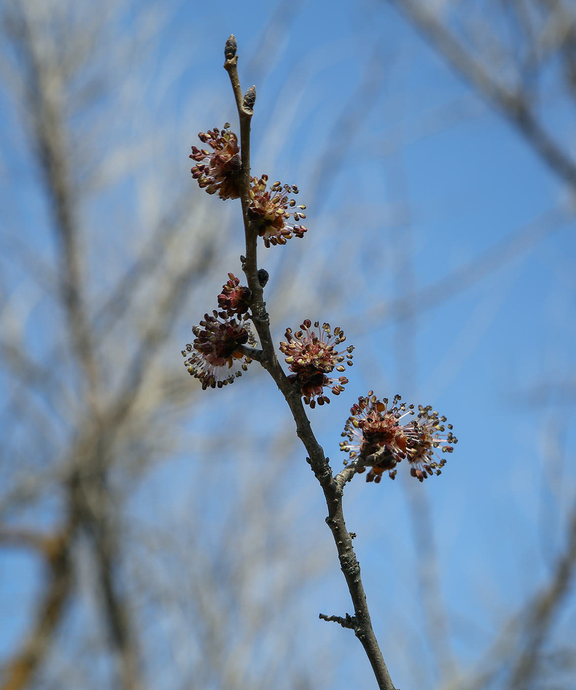 Изображение особи род Ulmus.