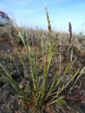 genus Festuca