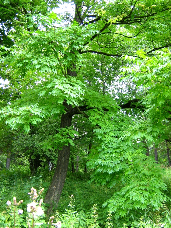 Image of Phellodendron amurense specimen.