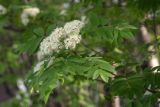View full-size image Sorbus aucuparia subspecies glabrata