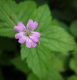 View full-size image Geranium gracile