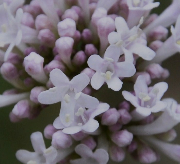 Image of genus Valeriana specimen.