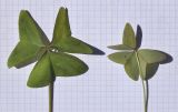 Смотреть изображение Oxalis latifolia