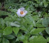 Смотреть изображение Paeonia wittmanniana