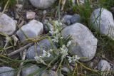 View full-size image genus Ornithogalum